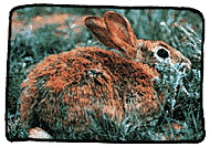 Wild rabbit